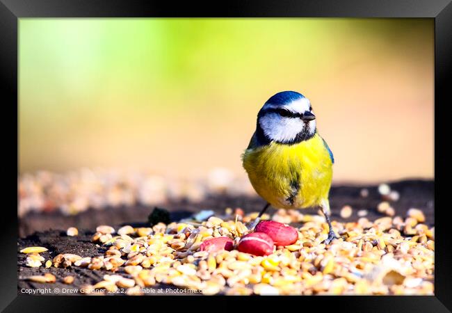 Blue Tit Framed Print by Drew Gardner