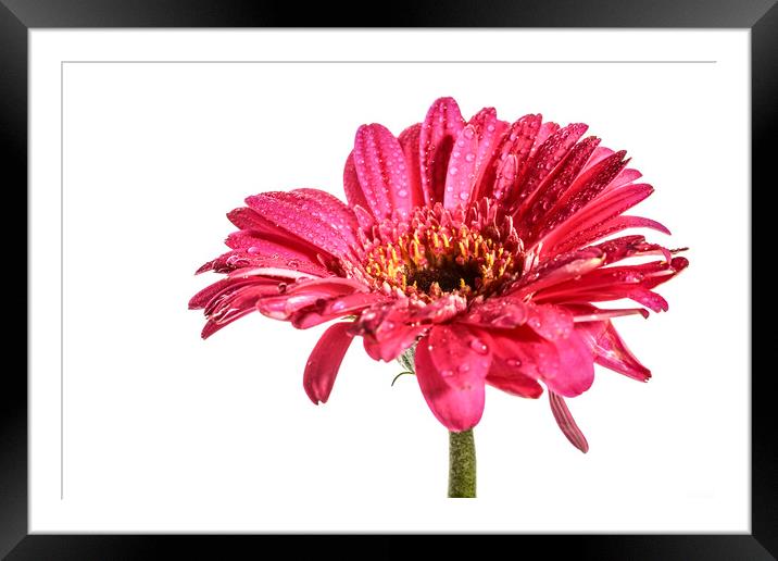 Water drops on a Gazania Framed Mounted Print by Drew Gardner