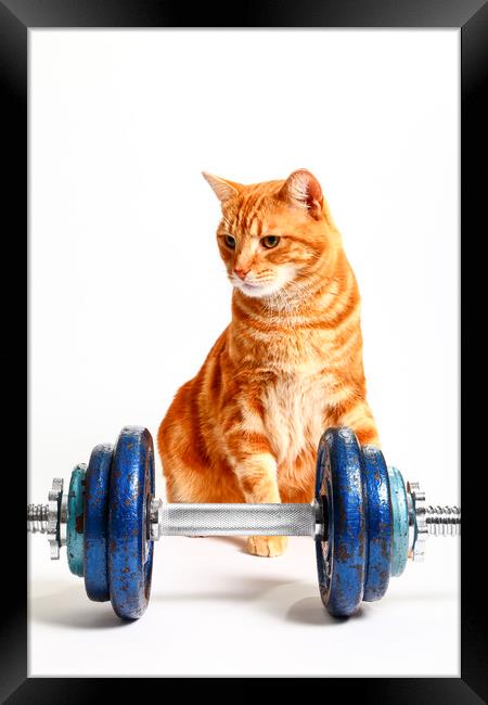 Workout Cat Framed Print by Drew Gardner