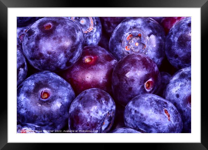Juicy Blueberries Framed Mounted Print by Drew Gardner