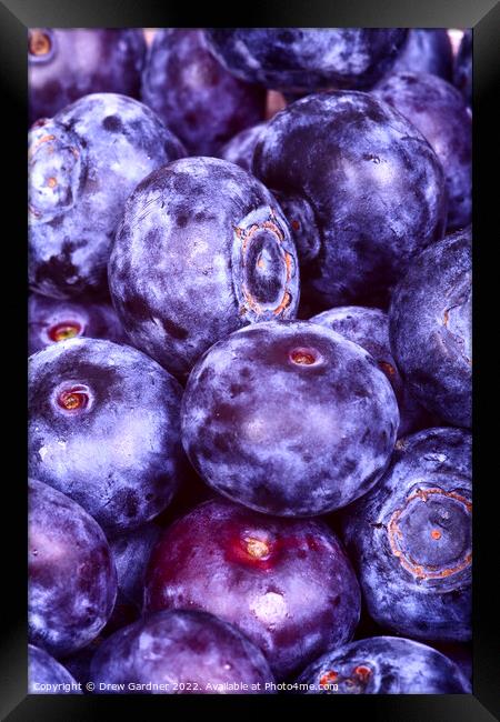 Juicy Blueberries Framed Print by Drew Gardner