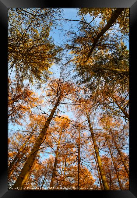 Autumn Trees Framed Print by Drew Gardner