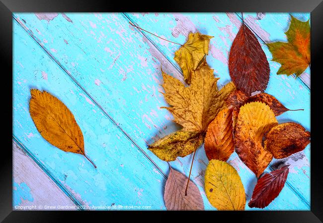 Autumn Leaves Framed Print by Drew Gardner