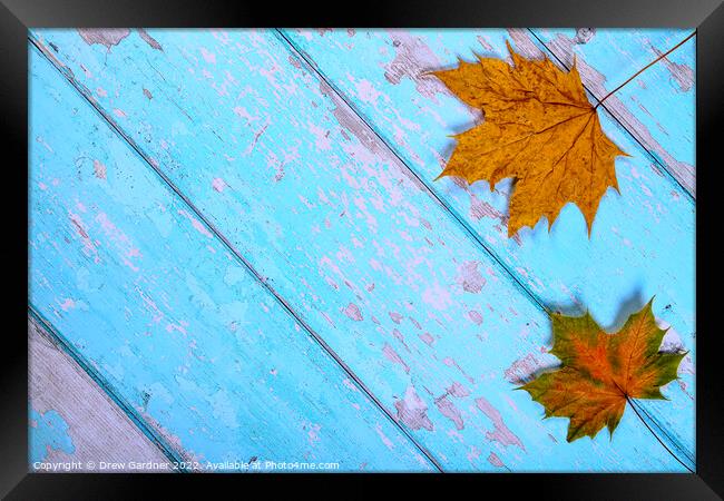 Autumnal Leaves Framed Print by Drew Gardner