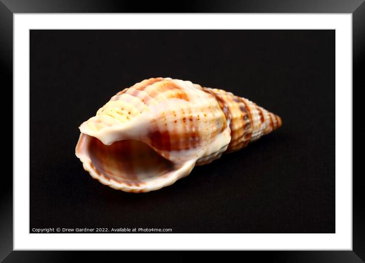 Whelk Seashell Framed Mounted Print by Drew Gardner