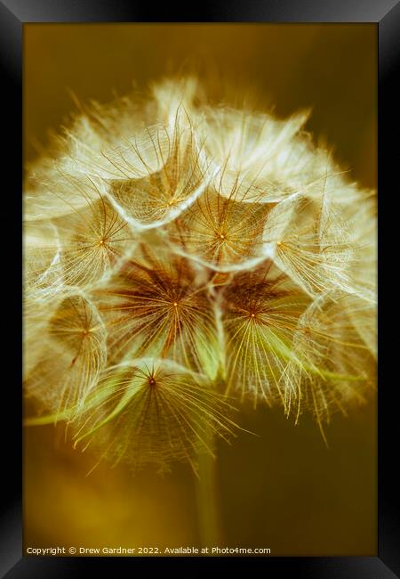 Sepia Dandelion Framed Print by Drew Gardner