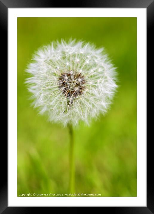 Dandelion Seed Framed Mounted Print by Drew Gardner