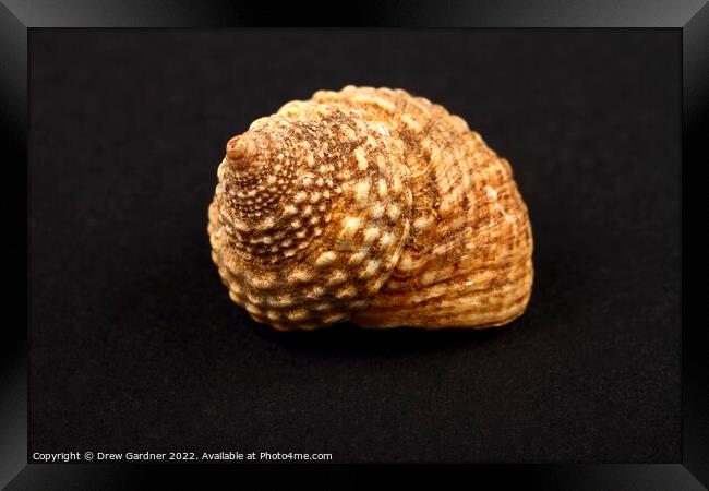 Rock Snail Seashell Framed Print by Drew Gardner