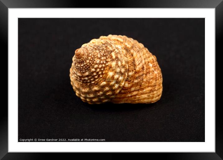 Rock Snail Seashell Framed Mounted Print by Drew Gardner