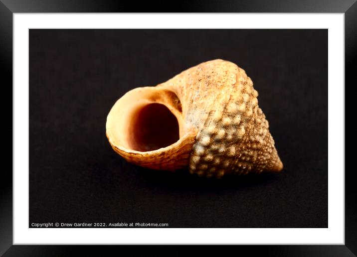 Rock Snail Seashell Framed Mounted Print by Drew Gardner