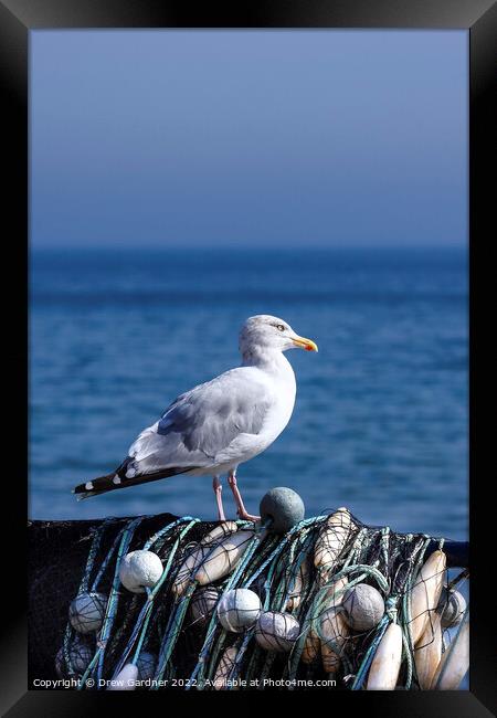 Coastal Seagull Framed Print by Drew Gardner