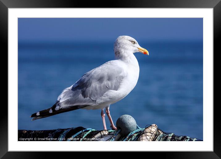 Coastal Seagull Framed Mounted Print by Drew Gardner