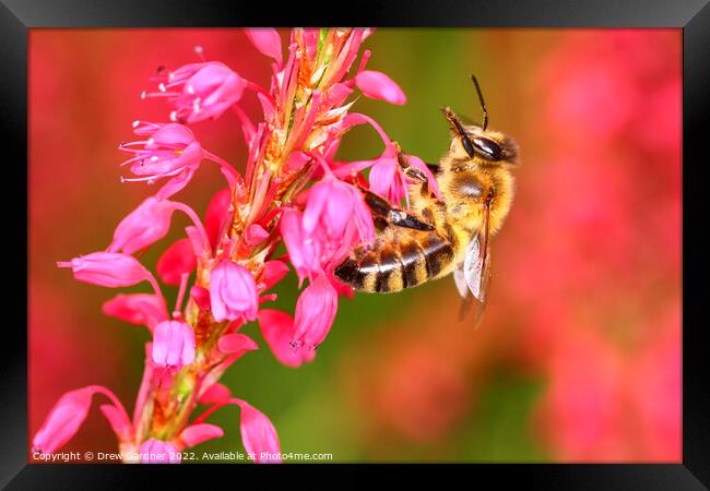 Pollinating Bee Framed Print by Drew Gardner