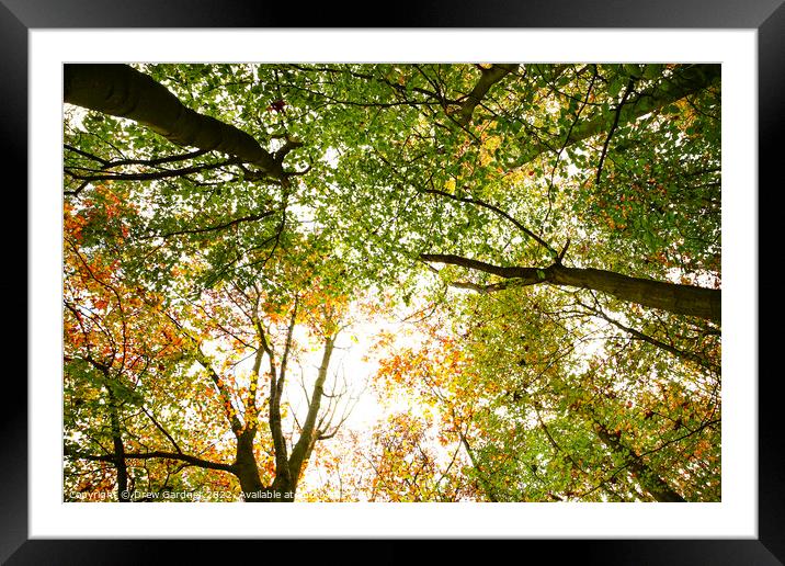 Autumnal Trees Framed Mounted Print by Drew Gardner