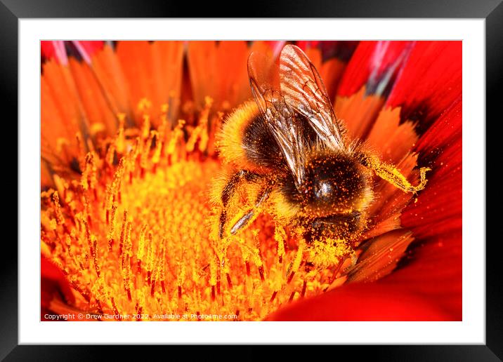 Pollinating Bee Framed Mounted Print by Drew Gardner