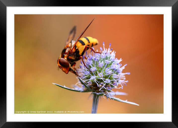 Pollinating Hoverfly Framed Mounted Print by Drew Gardner