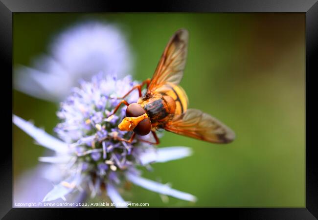 Pollinating Hoverfly Framed Print by Drew Gardner