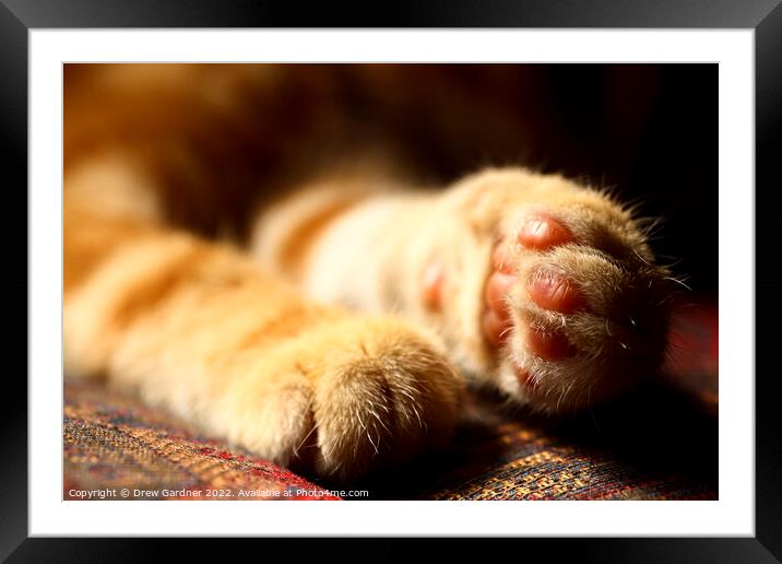 A close up of a cats Paws Framed Mounted Print by Drew Gardner