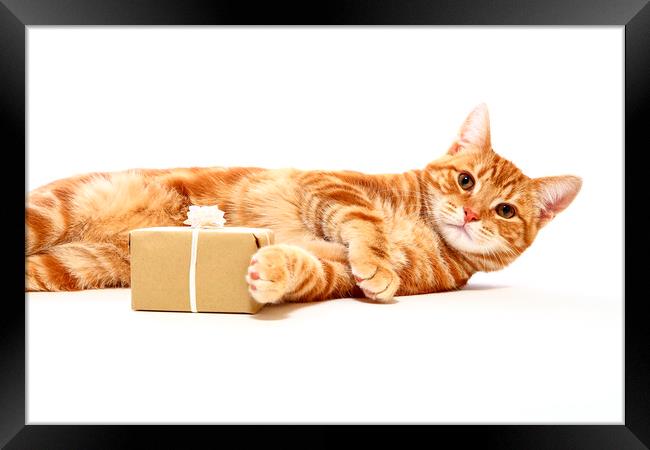 Cat with a Gift Framed Print by Drew Gardner