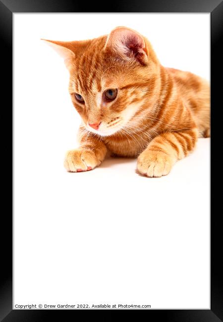 Ready to Pounce Framed Print by Drew Gardner