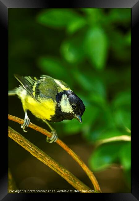 Perched Blue Tit Framed Print by Drew Gardner