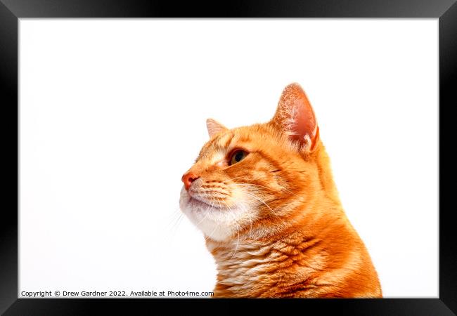 Ginger Tom Cat Framed Print by Drew Gardner