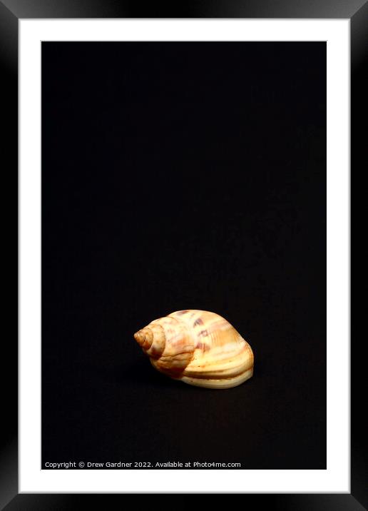 Honey Whelk Framed Mounted Print by Drew Gardner