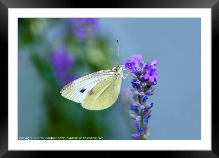 Cabbage White Butterfly Framed Mounted Print by Drew Gardner