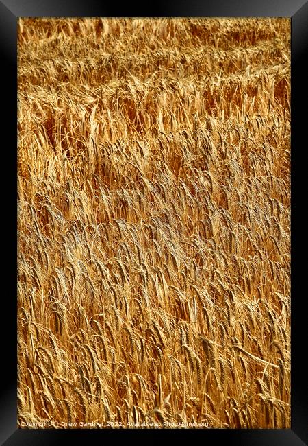 Golden Wheat Framed Print by Drew Gardner