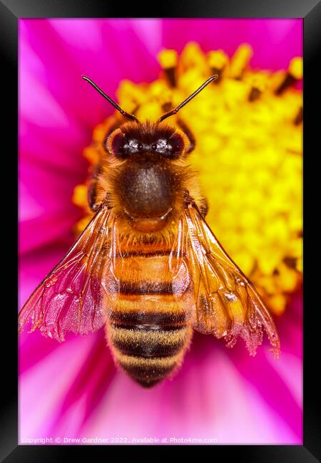 Bee Pollinating Cosmos Flower Framed Print by Drew Gardner