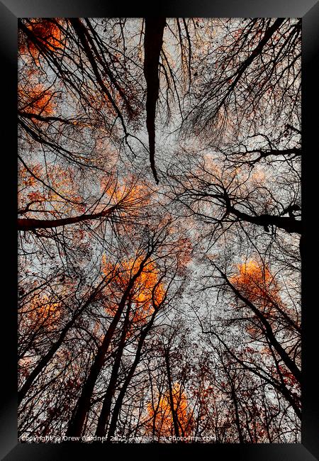 Autumn Leaves  Framed Print by Drew Gardner