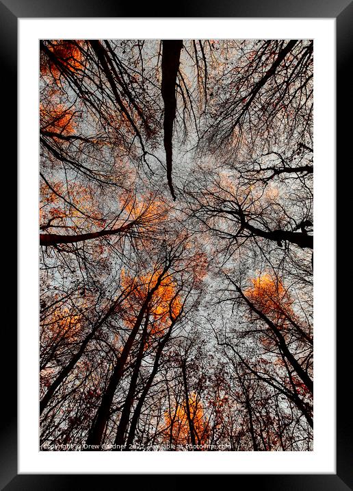 Autumn Leaves  Framed Mounted Print by Drew Gardner