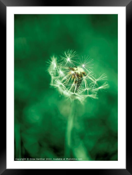 Fragility  Framed Mounted Print by Drew Gardner