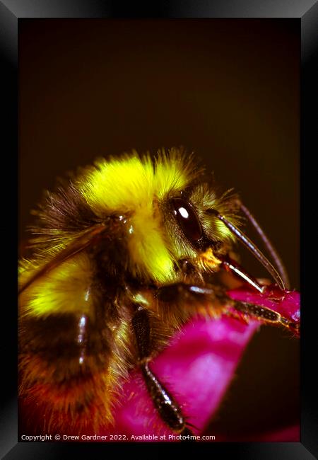 Bee Framed Print by Drew Gardner