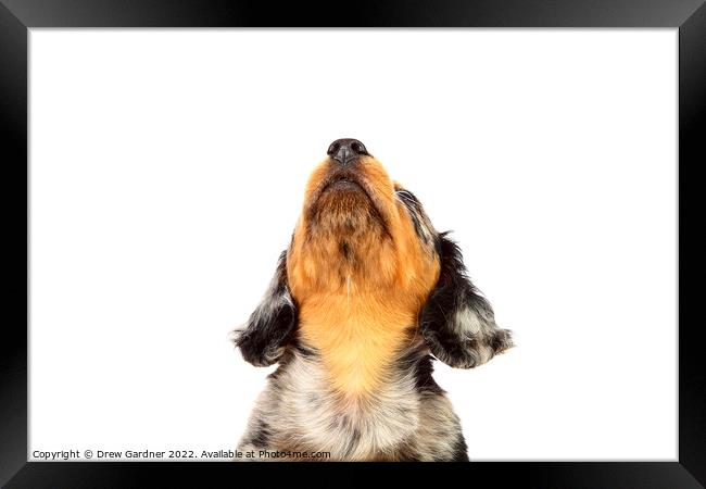Puppy Dachshund  Framed Print by Drew Gardner
