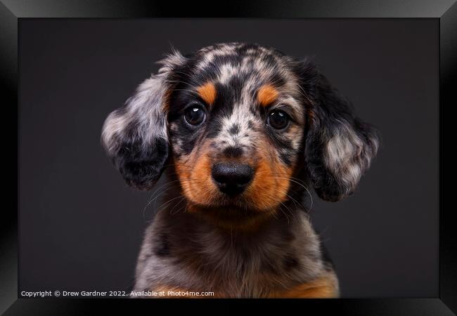 Puppy Dachshund  Framed Print by Drew Gardner