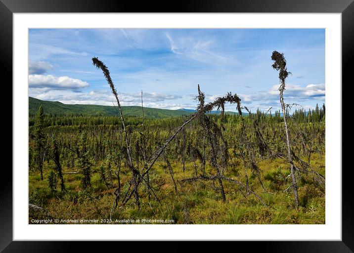 Black Spruce Trees at Granite Tors Trail Framed Mounted Print by Andreas Himmler
