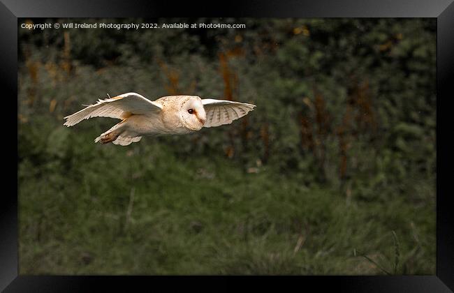 Barn Owl in Flight Framed Print by Will Ireland Photography