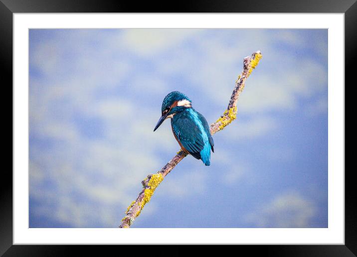 KingFisher Framed Mounted Print by Will Ireland Photography