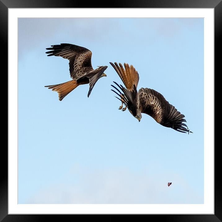 Red Kites Framed Mounted Print by Will Ireland Photography