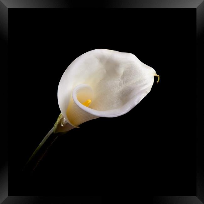 Calla Lily Wall Art Framed Print by Will Ireland Photography