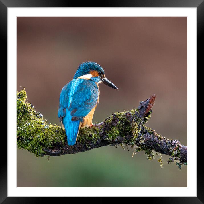 A Kingfisher sitting on a branch Framed Mounted Print by Will Ireland Photography