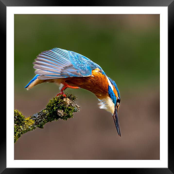 A Kingfisher preparing to Dive for a Fish Framed Mounted Print by Will Ireland Photography