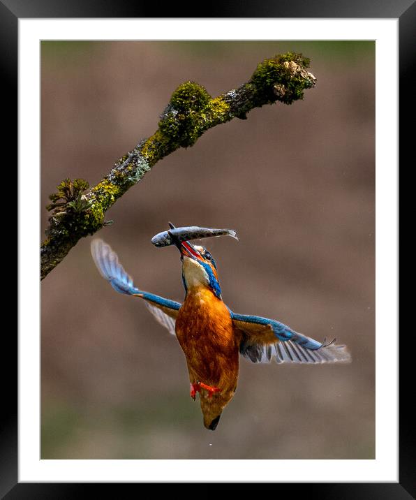 A Kingfisher Returning to Branch with Fish Framed Mounted Print by Will Ireland Photography