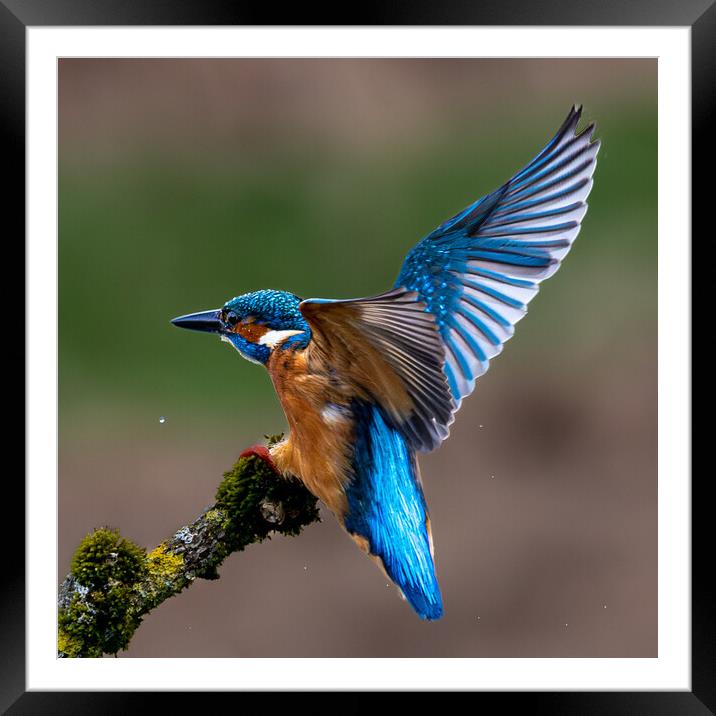 A Kingfisher landing on a Branch Framed Mounted Print by Will Ireland Photography