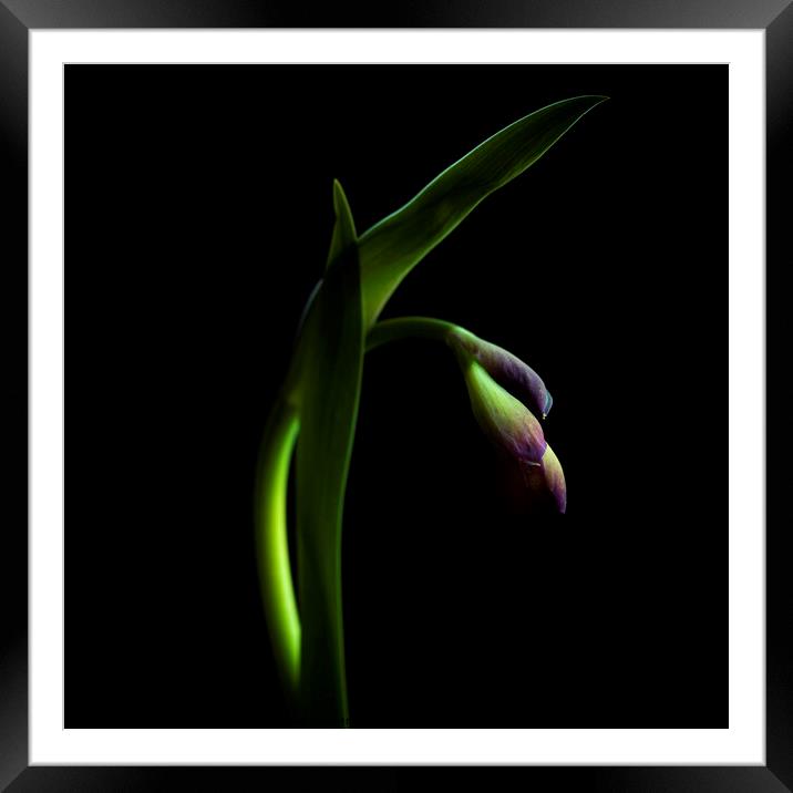 Purple iris Framed Mounted Print by Bernard Jaubert
