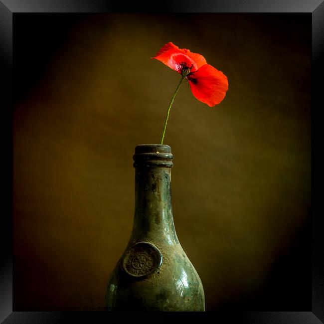 Red poppy Framed Print by Bernard Jaubert