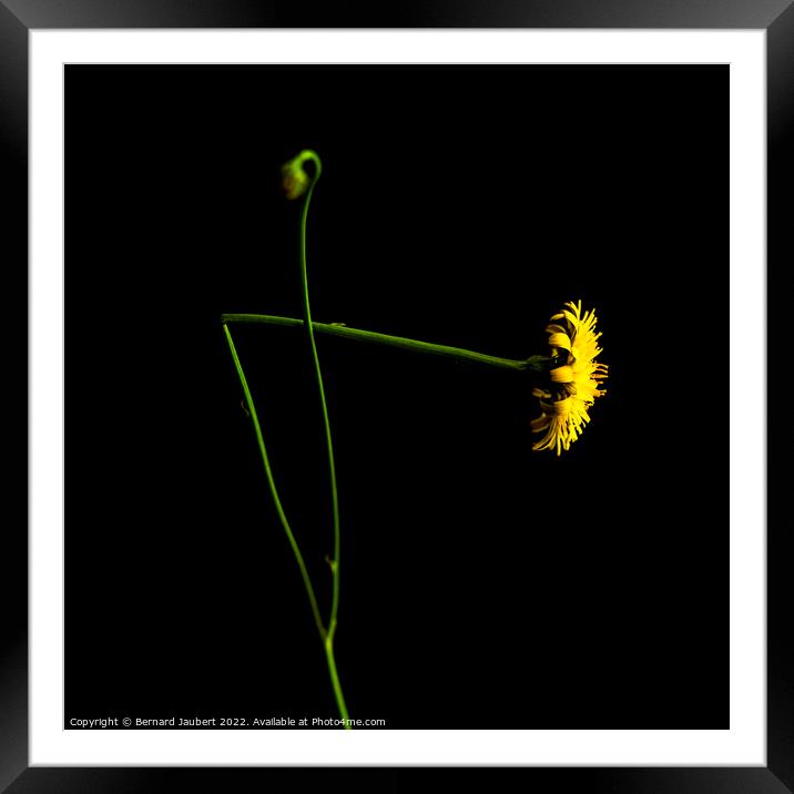 Yellow dandelion Framed Mounted Print by Bernard Jaubert