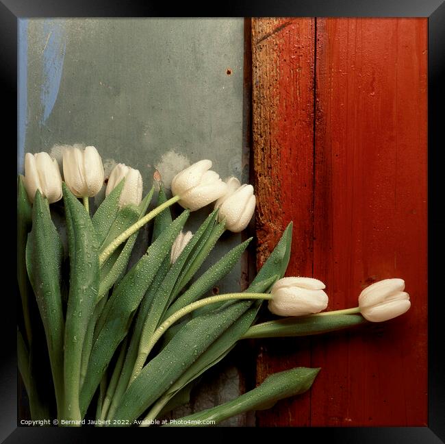 White tulips Framed Print by Bernard Jaubert