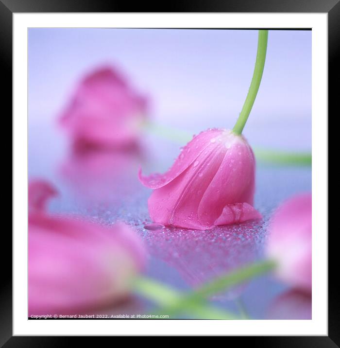Pink tulips put on a table. Framed Mounted Print by Bernard Jaubert